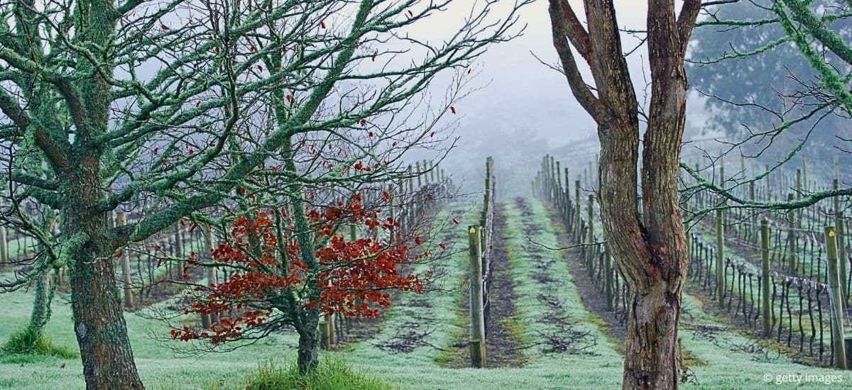the misty mornings in auckland and the resting vines