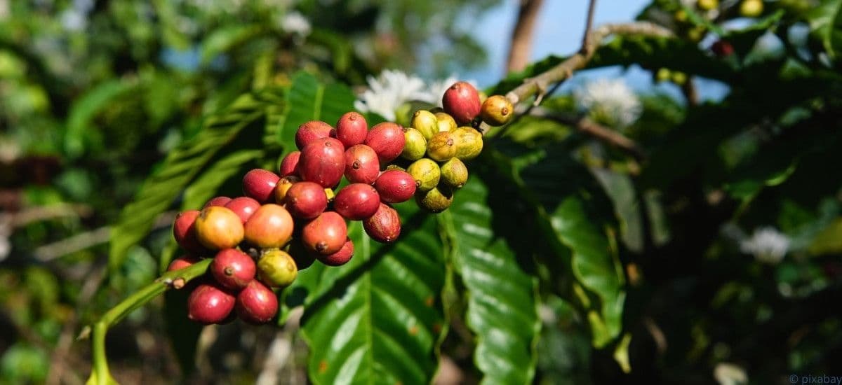 coffee beans on the bush ready for harvest