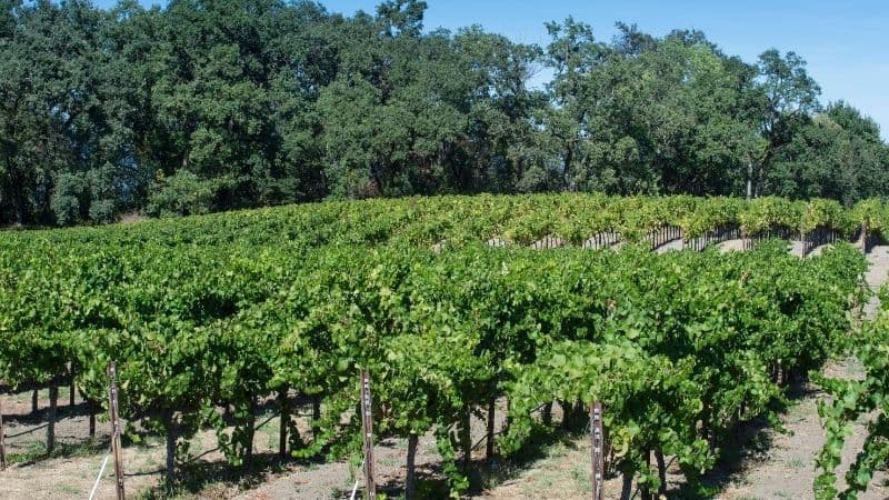 chardonnay in california