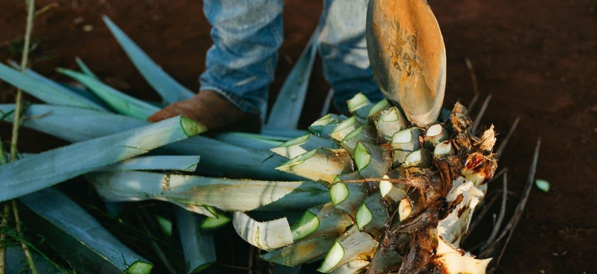 a pina being trimmed for mezcal production