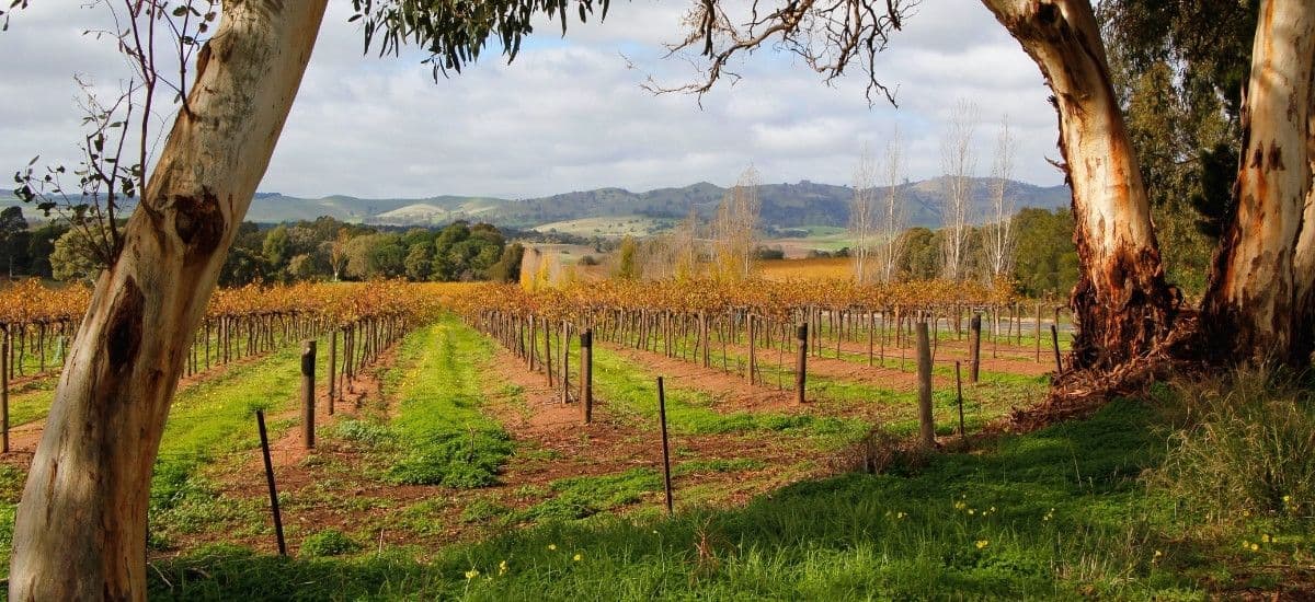 barossa valley australia vineyards under clouds