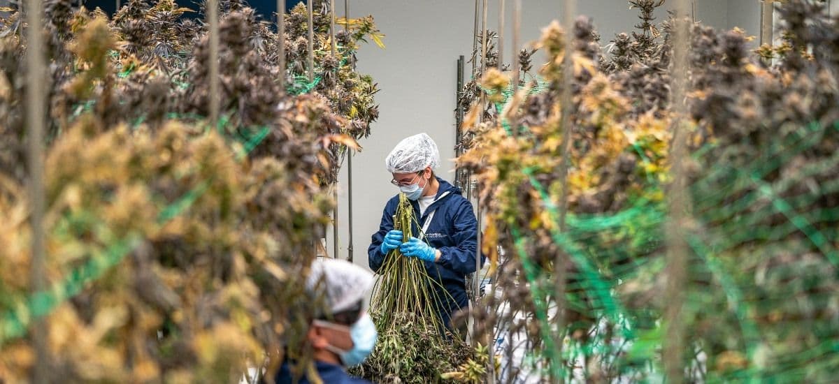 cannabis being grown for use in thc beverages