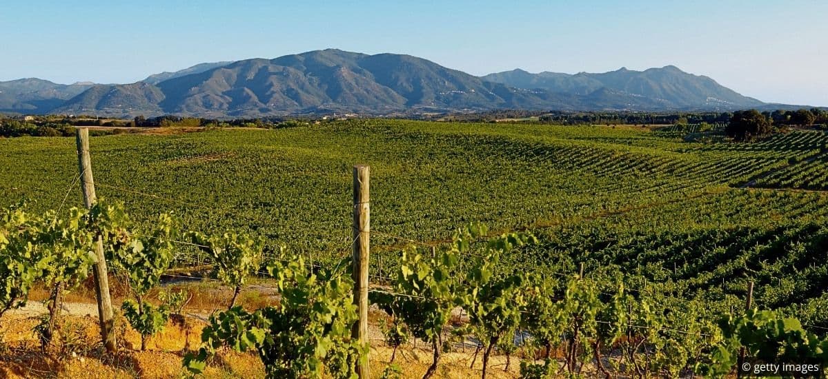 patrimonio corsica and the vineyards of the island