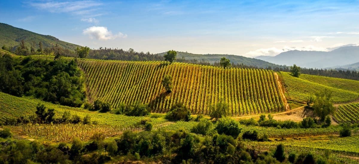 valparaiso in chile is a major wine producing area of the nation