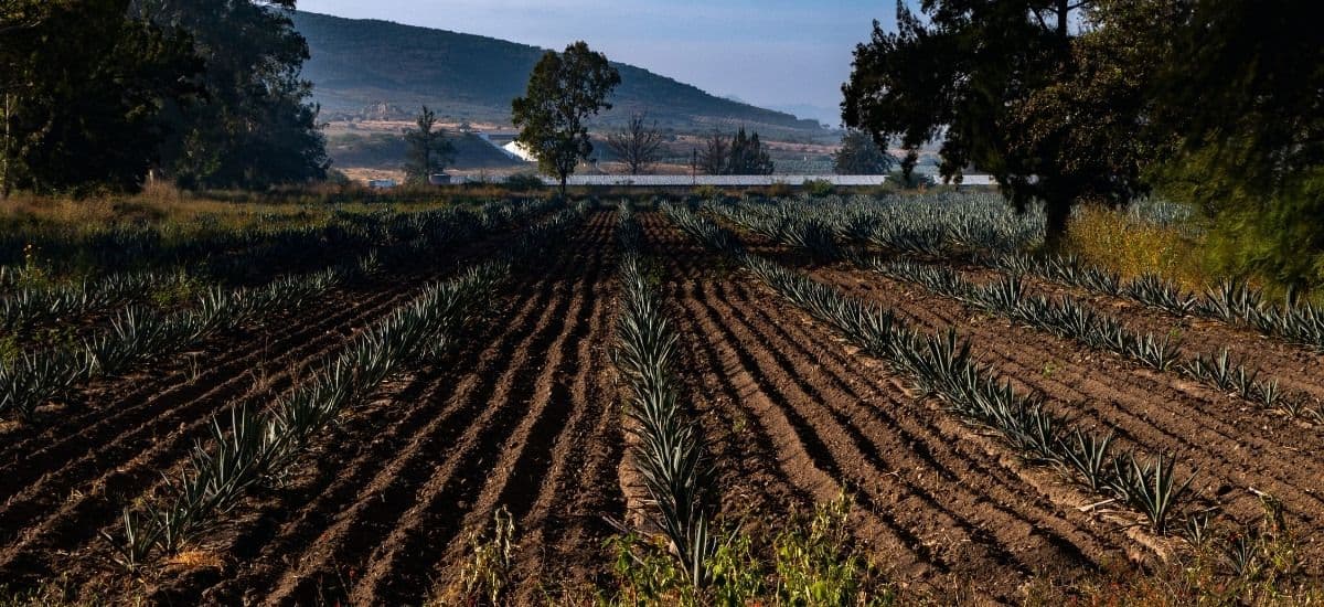 agave plantation in mexico for the produciton of mezcal liquor