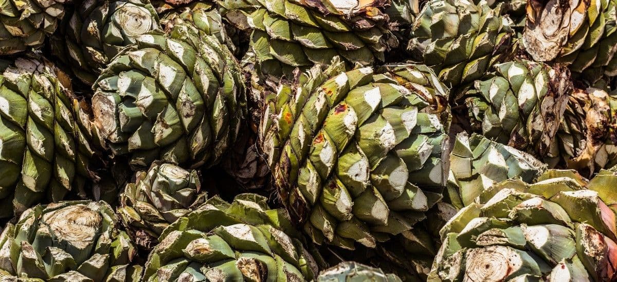 agave pina for tequila production in mexico