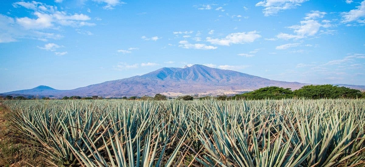 the jalisco region in mexico with fields of agave growing