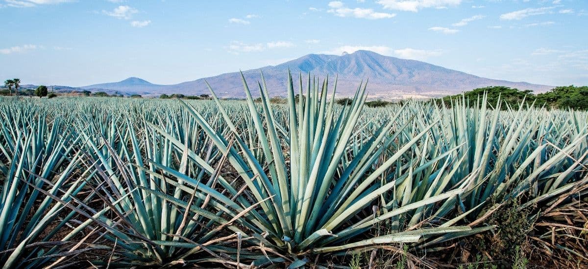 agave plants in jalisco tequila region mexico