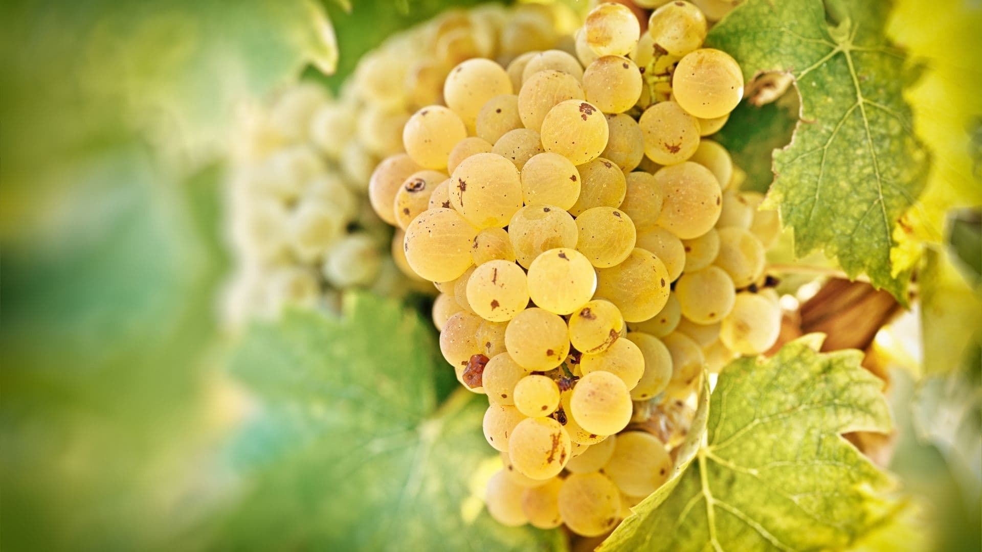 Riesling wine grapes