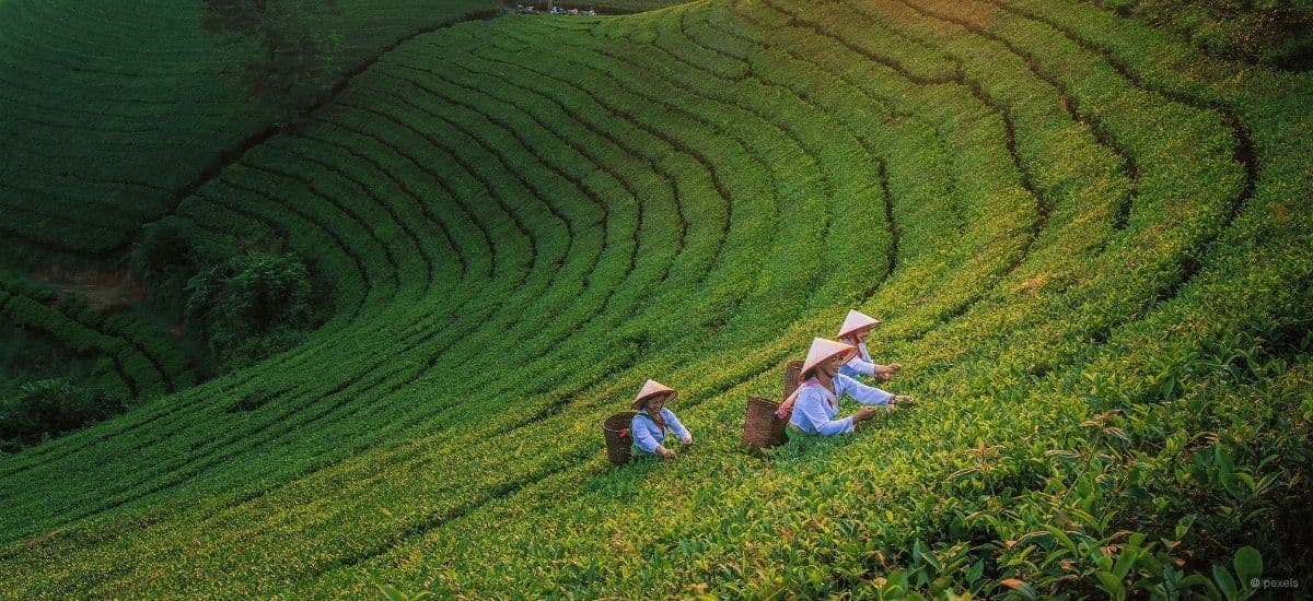 tea leaf farming in china