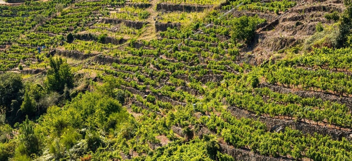vineyards in spain valdeorras godello vines