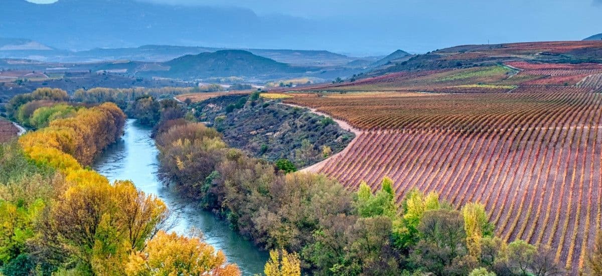 vineyards in rioja spain and tempranillo growing in the vineyard