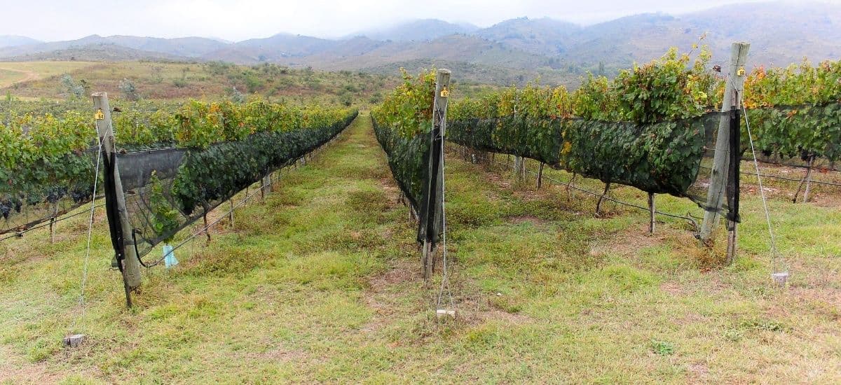 vineyards around the world under pressure from lower demand