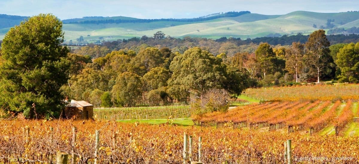 barossa valley is the premier region for aussie wine