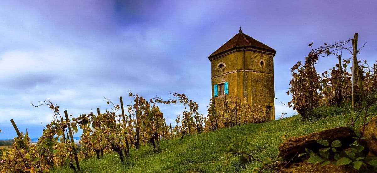 the jura vineyards are covered with old vines