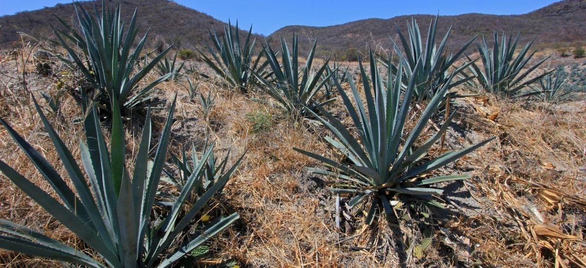 agave field in southern mexico for mezcal production