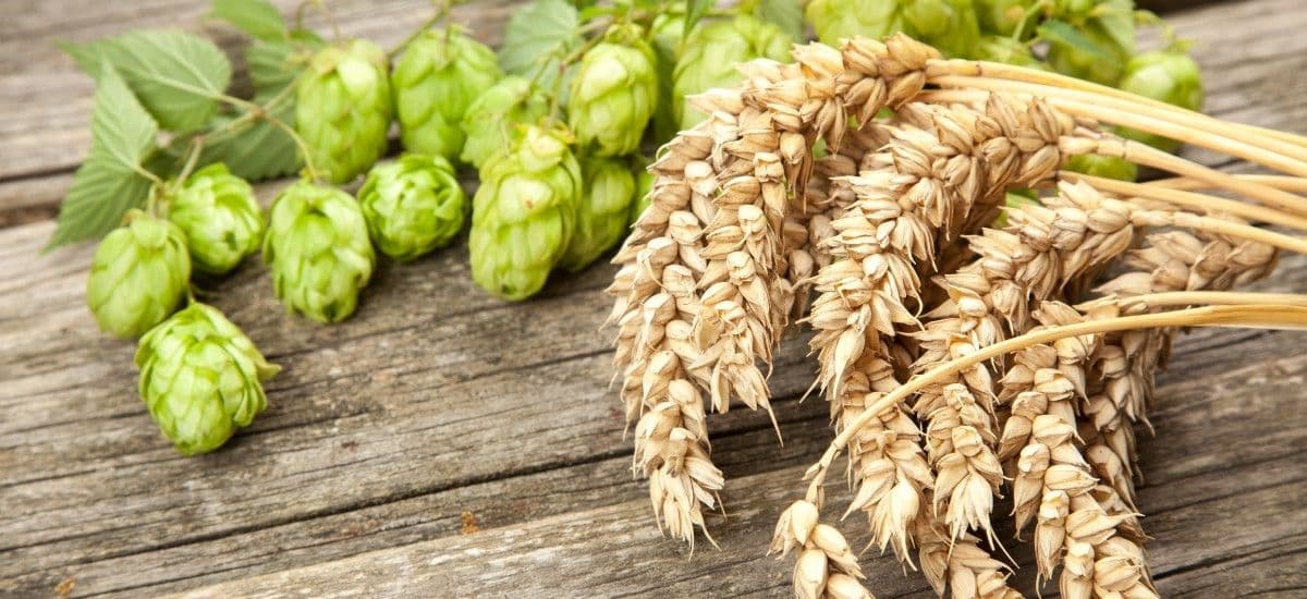 ale and lager beer hops and wheat