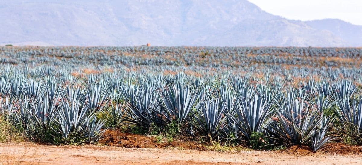 agave plants for tequila production in jalisco mexico