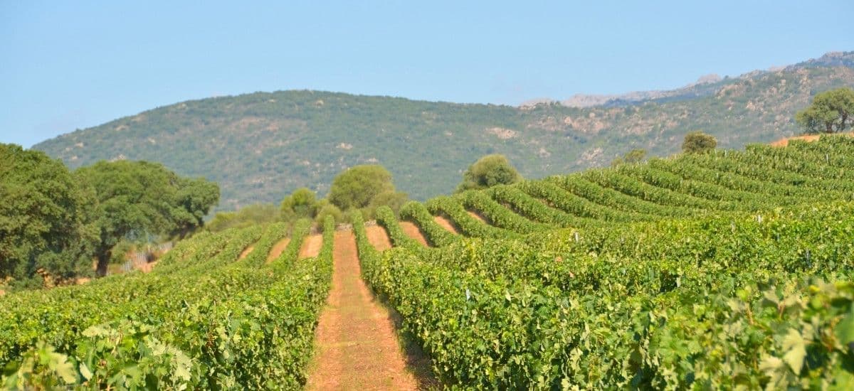 the rolling hills of sardinia covered in grapevines