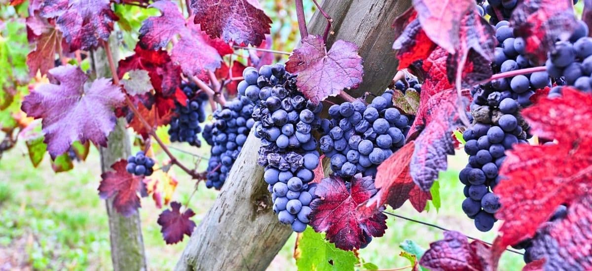 the nebbiolo grape hanging on the vine in barolo