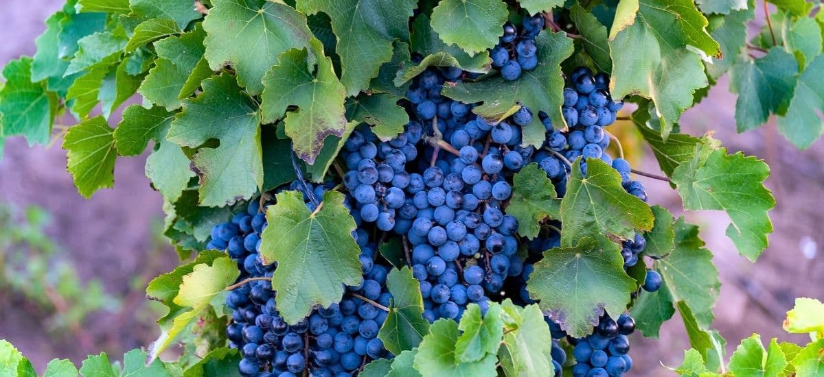 the malbec grape in mendoza argentina
