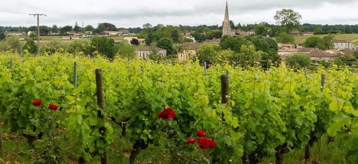 Bordeaux vineyard Sauternes