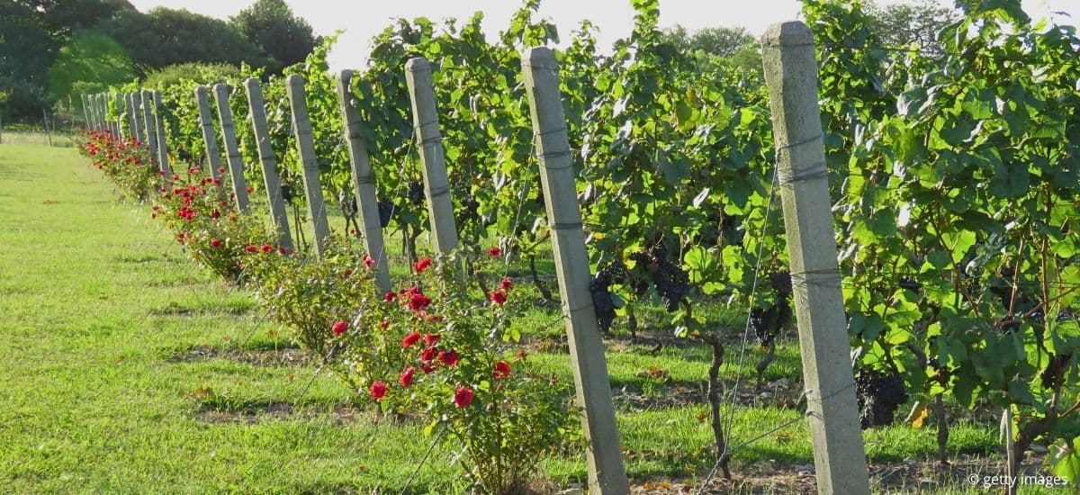 tannat grapes hanging on the vine in uruguay