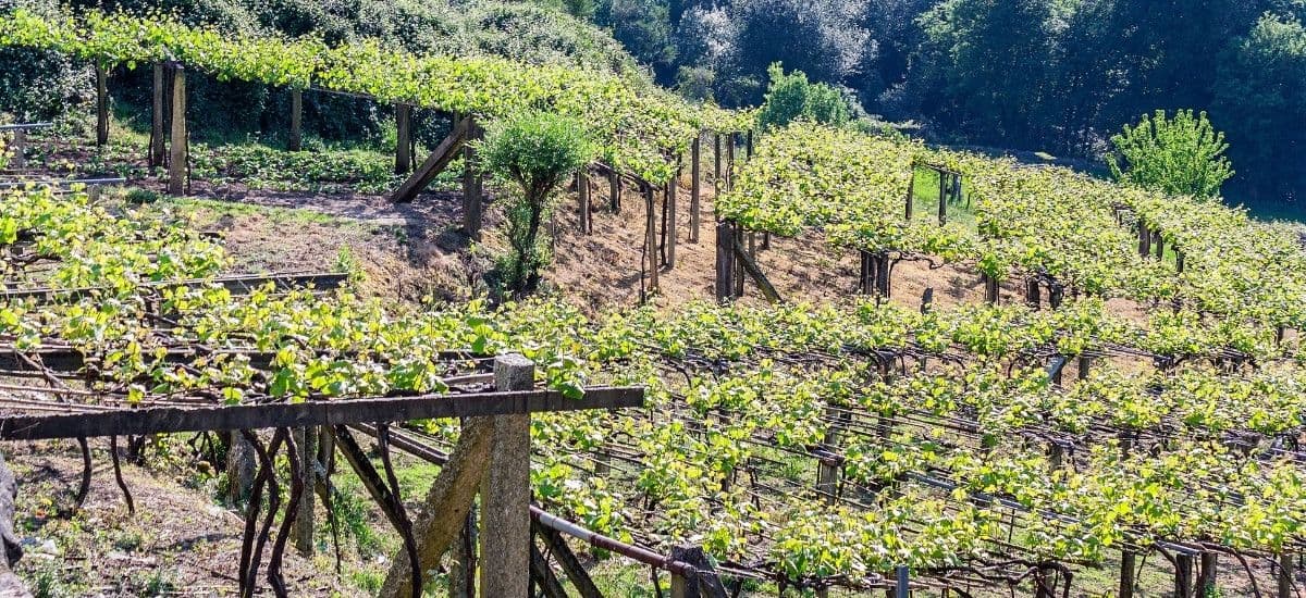 vineyards in the northwest portion of spain in galicia