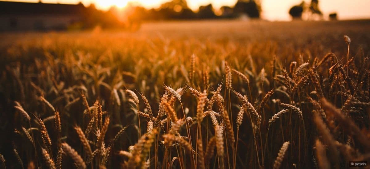 wheat fields in scotland