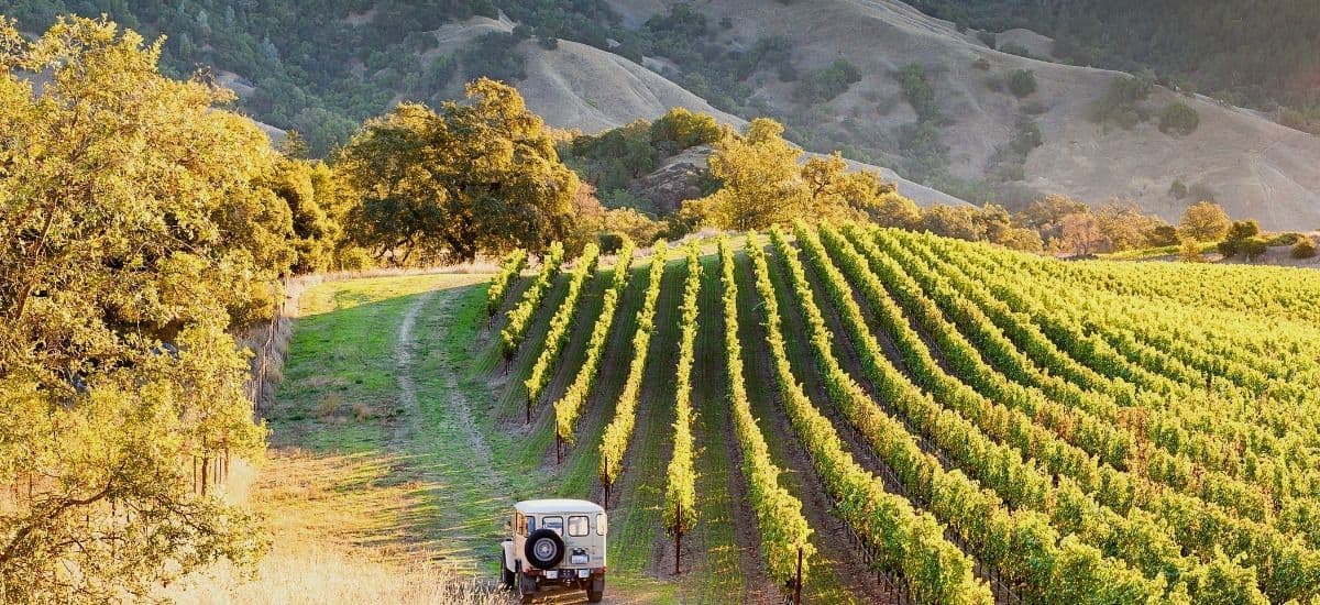 sonoma county vineyards are more rustic than their napa cousins