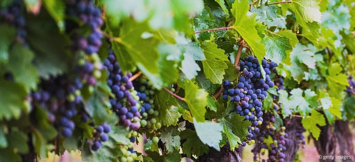 malbec grapes on the vine in argentina