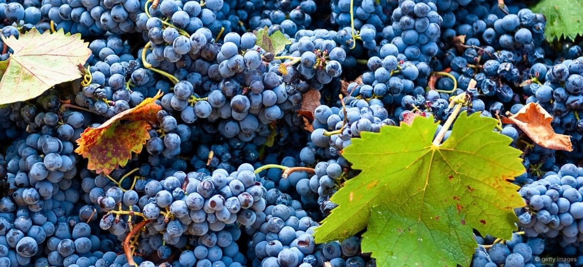 mourvedre grapes ready to go to the winery