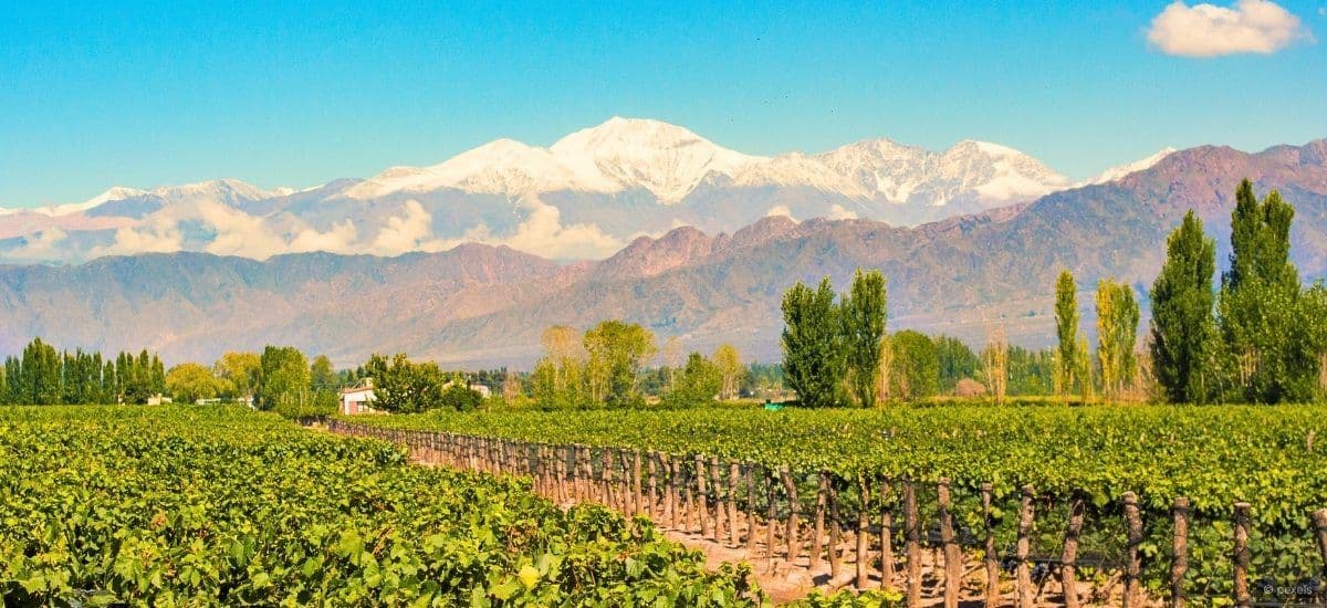 mendoza argentina growing malbec grapes with the andes mountains