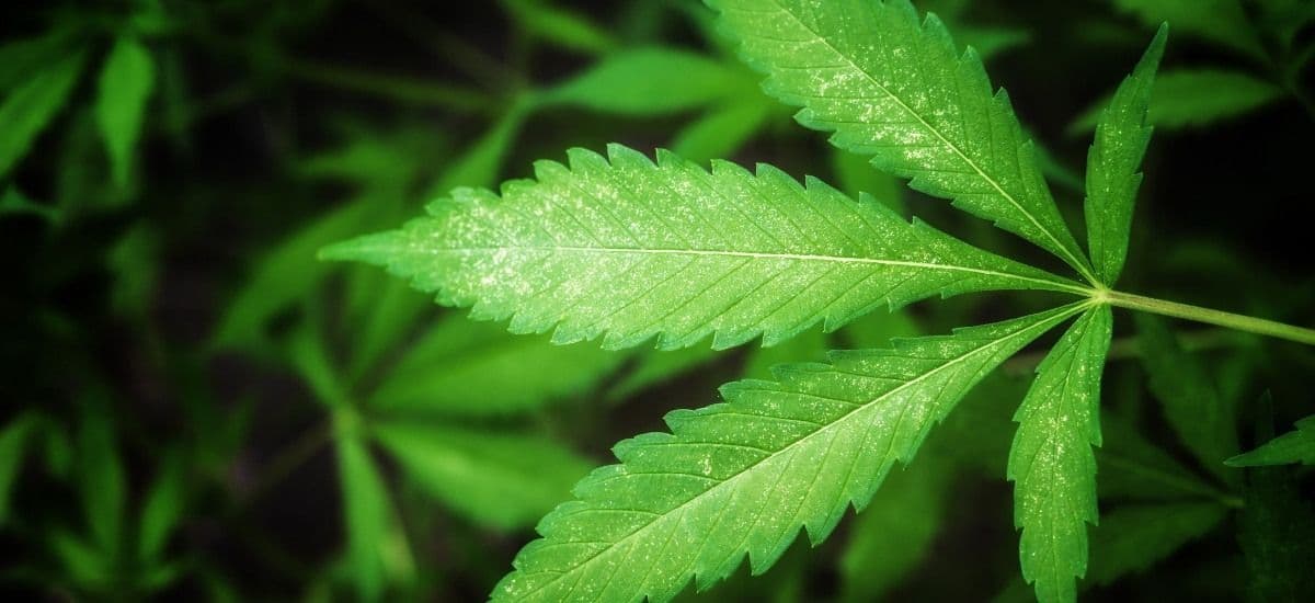 marijuana thc infusion into canned beverages