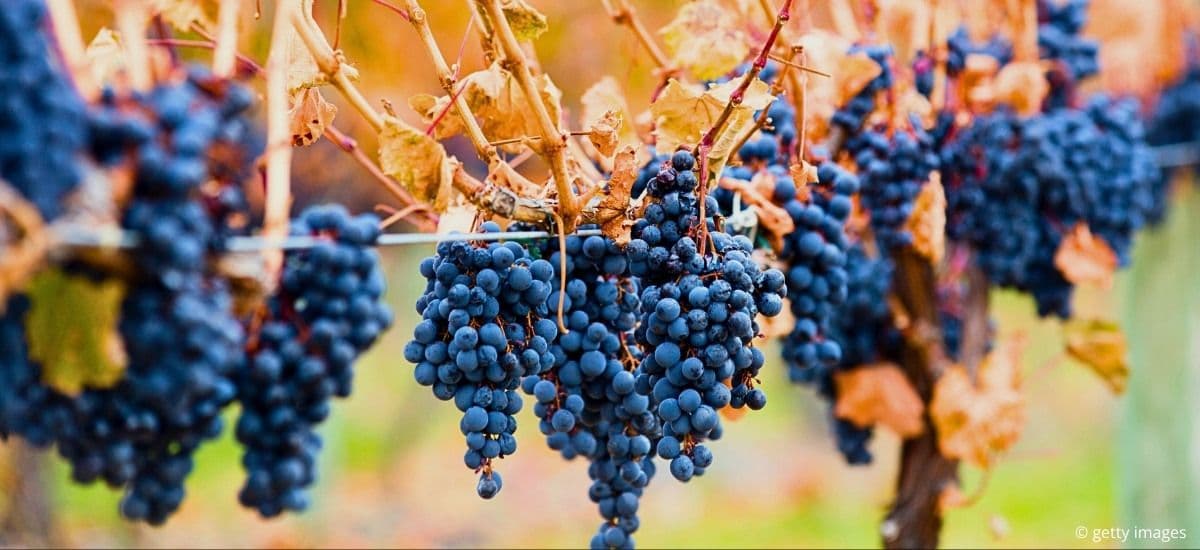 shiraz hangs from the vine in barossa valley australia