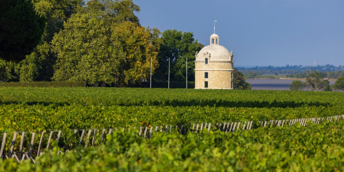 More on Bordeaux grapes