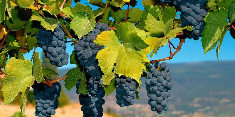 Even more on Bordeaux grapes