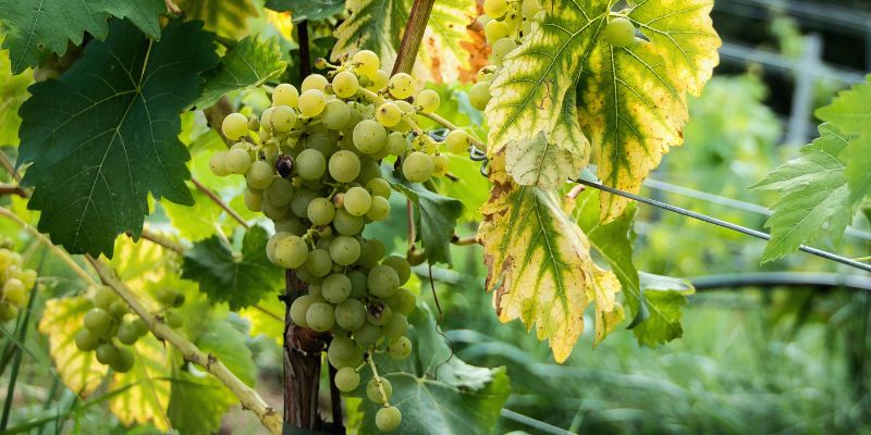 More on the Chardonnay grape