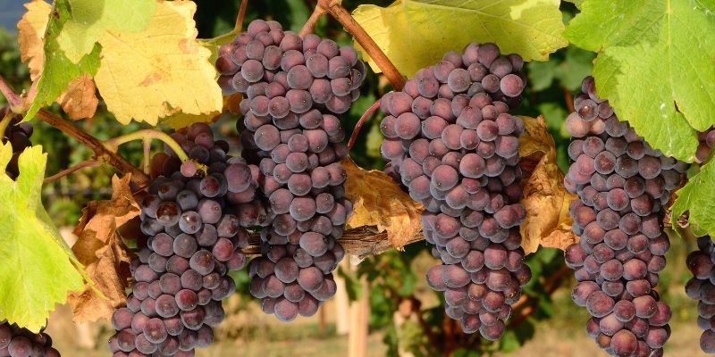 Even more on Pinot Noir