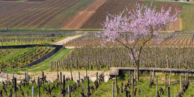 White Wine in action