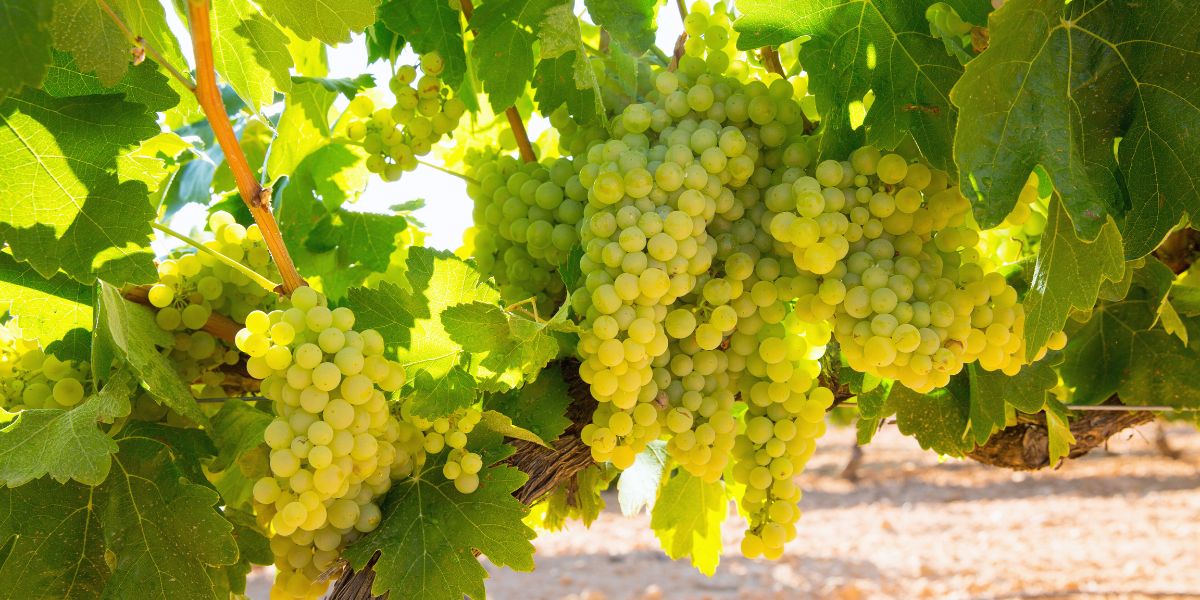 White Wines of the World